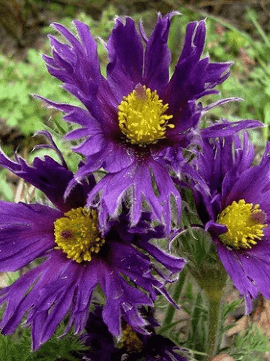 Прострел обыкновенный Prima Papageno