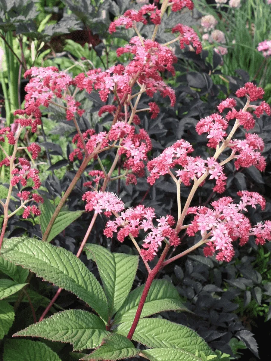 Роджерсия перистая Crug Cardinal