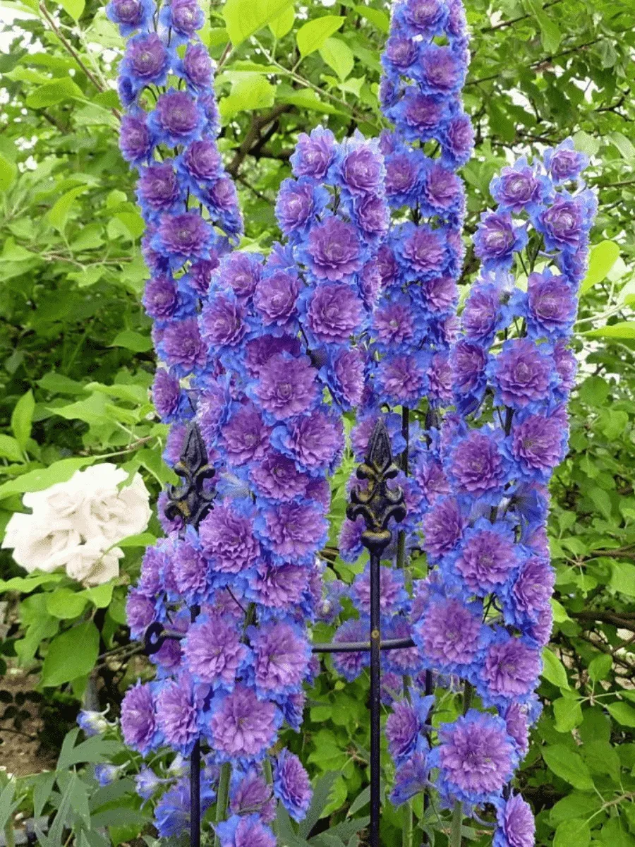 Дельфиниум культурный Highlander Dream Sensation