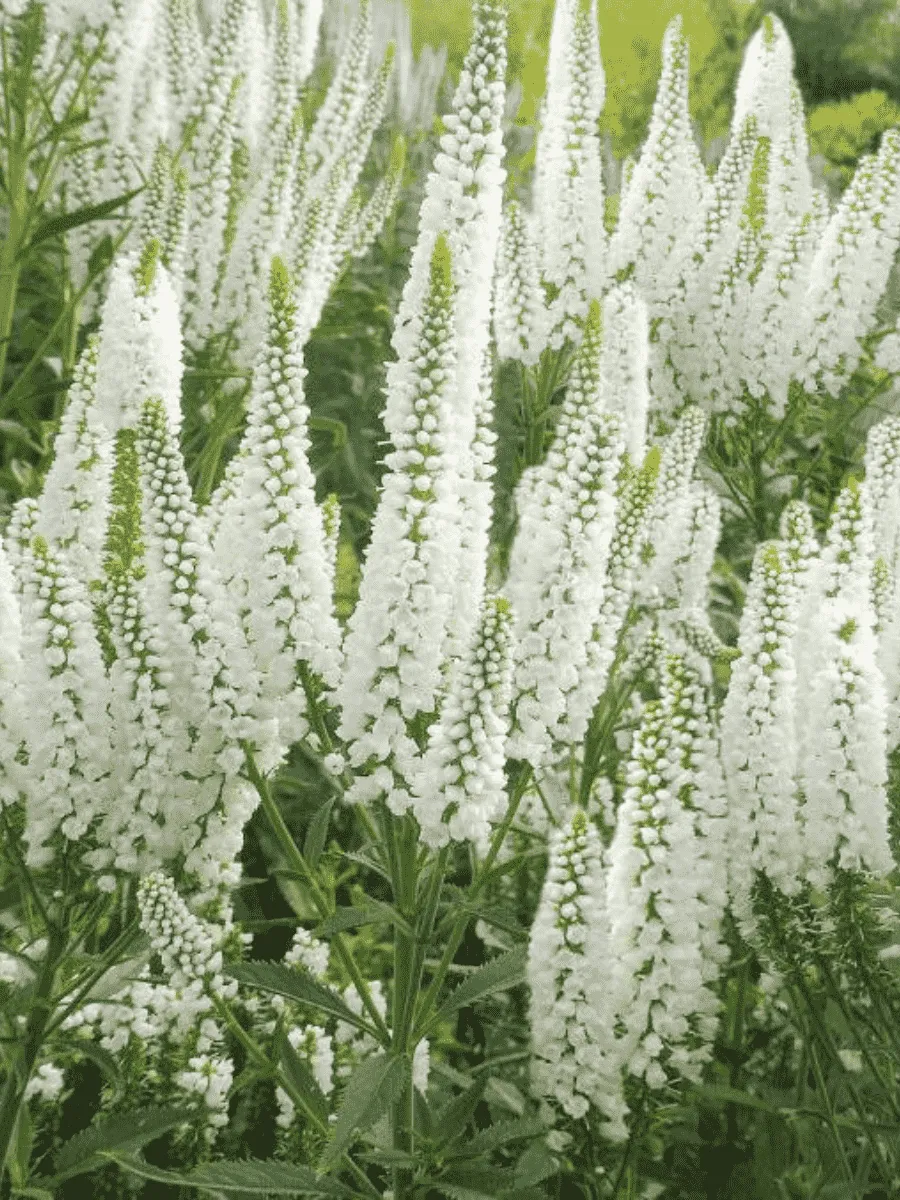 Вероника колосистая First Lady