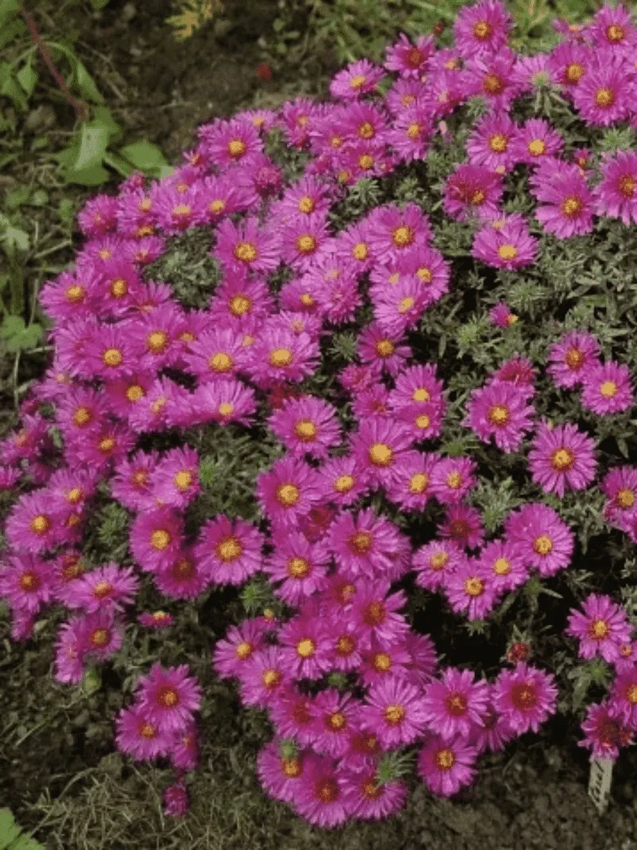 Астра кустарниковая Kassel