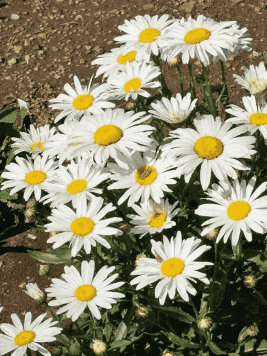 Нивяник наибольший Silver Princess