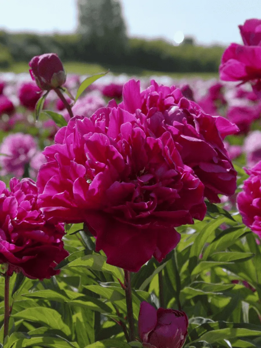 Пион Молочноцветковый Louis van Houtte