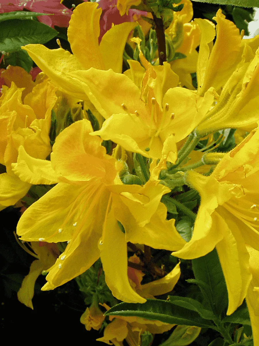 Азалия крупноцветковая Goldtopas