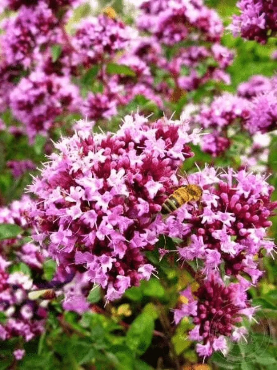 Душица обыкновенная Rosenkuppel