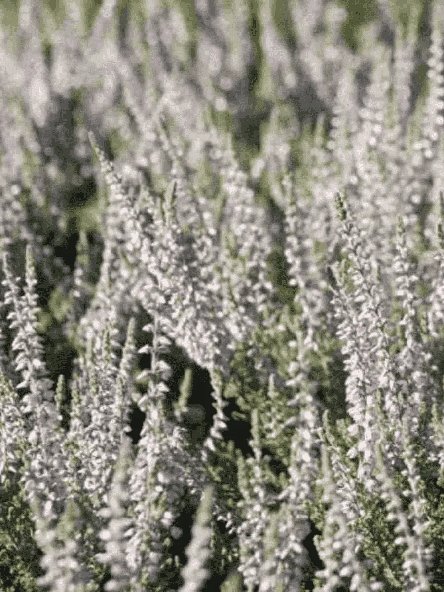 Вереск обыкновенный Silver Knight