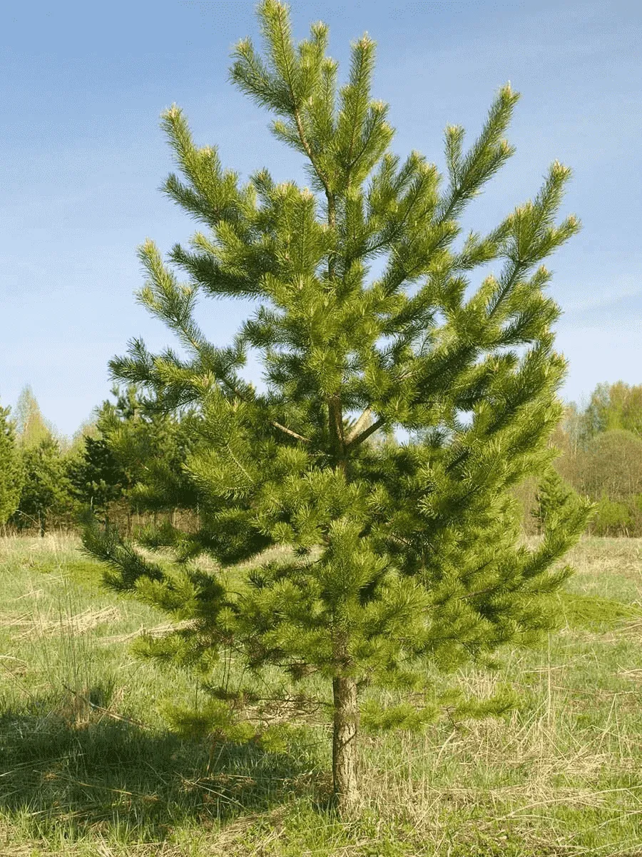 Сосна Обыкновенная