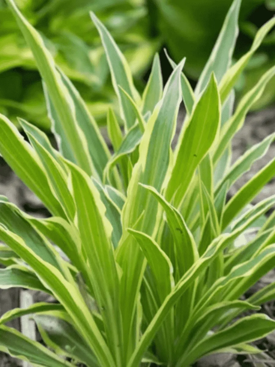 Хоста Sandhill Crane