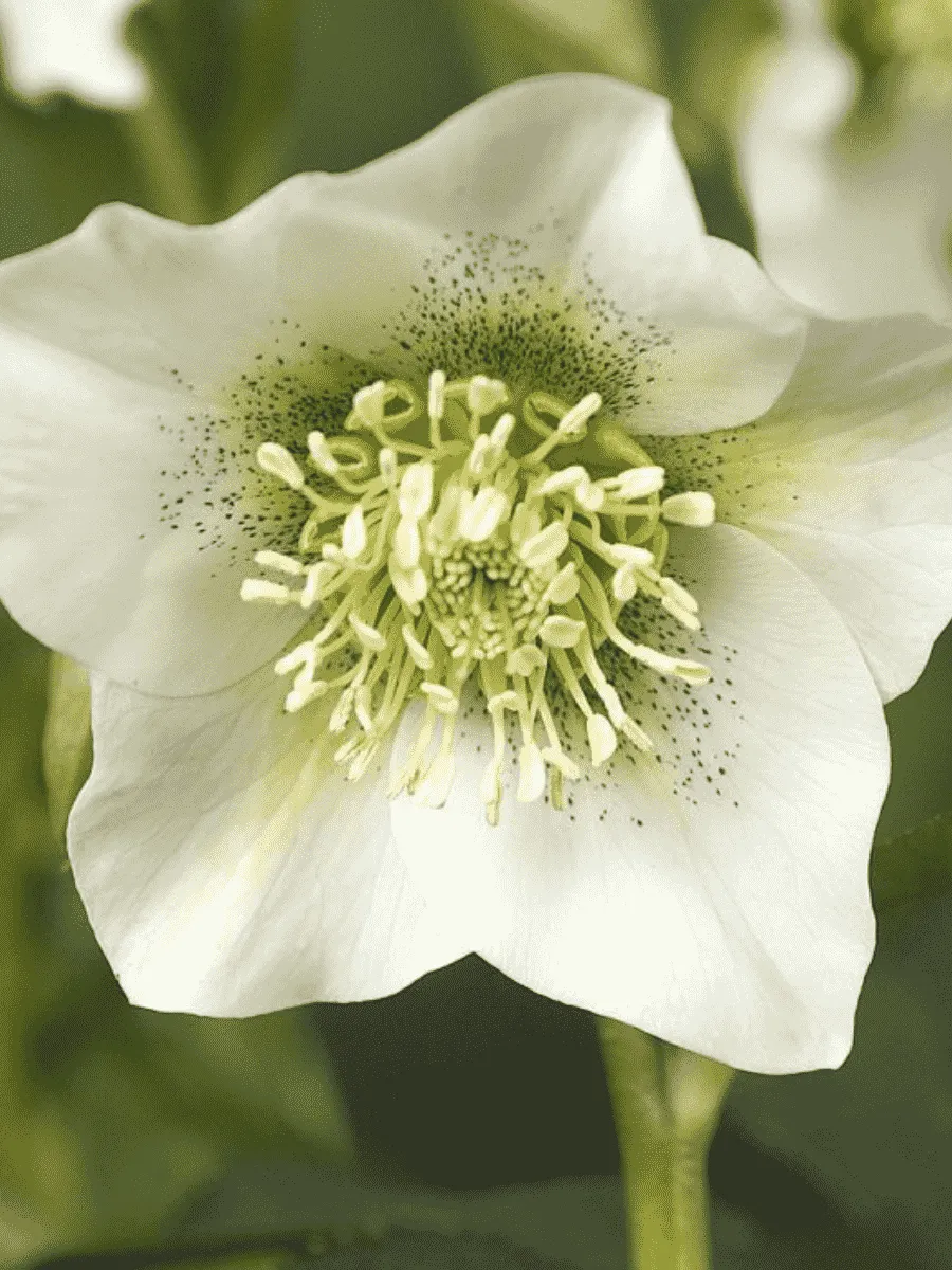 Морозник восточный Pretty Ellen White