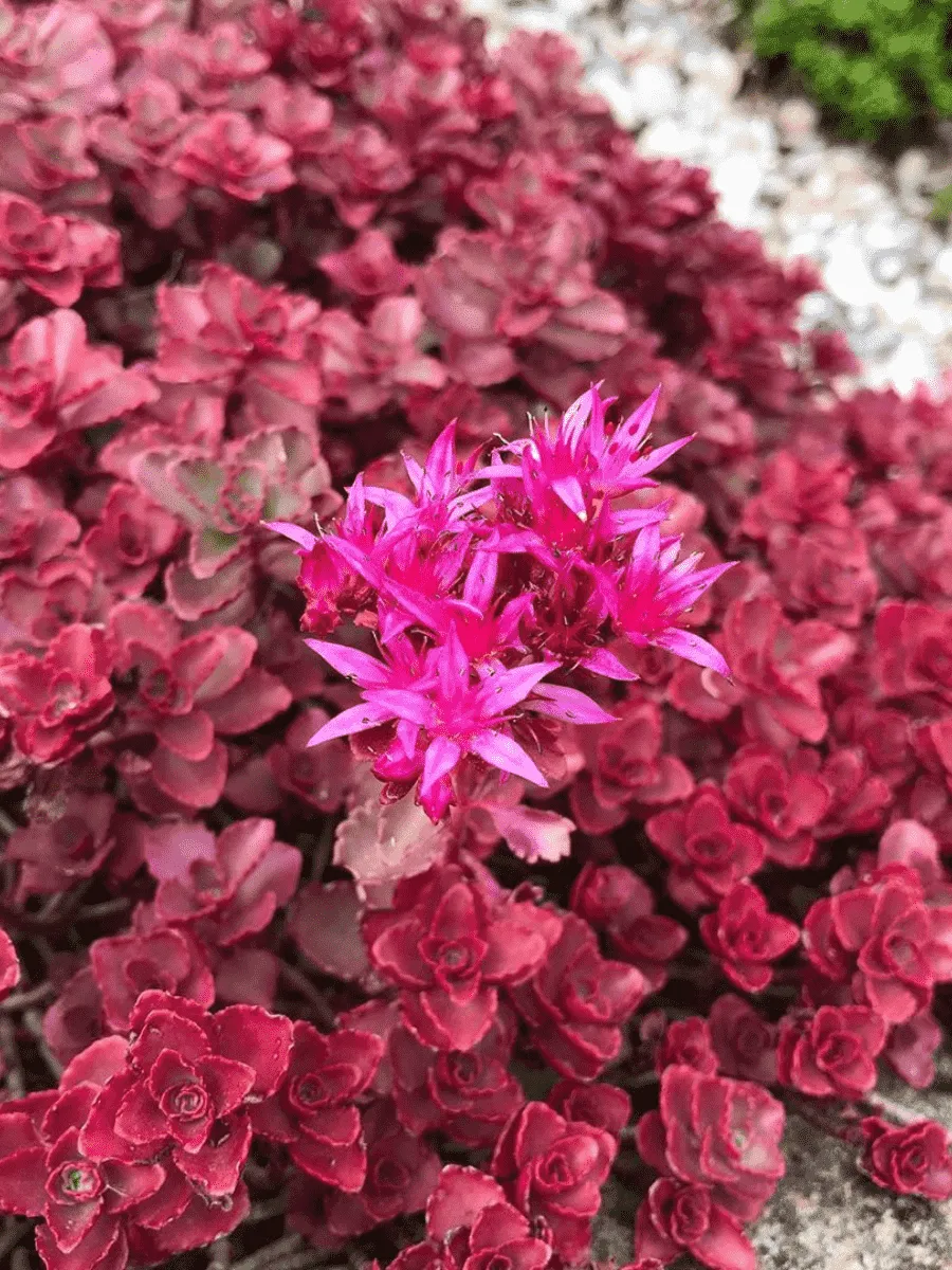 Очиток ложный Dragon's Blood