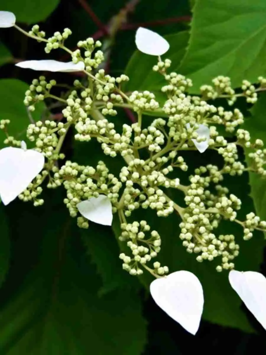 Схизофрагма гортензиевидная Moonlight