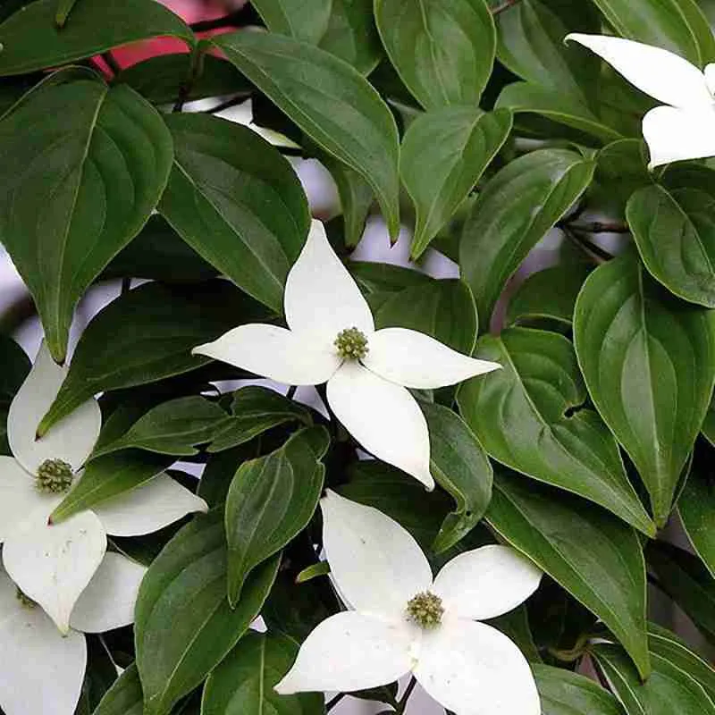 Дерен Коуза