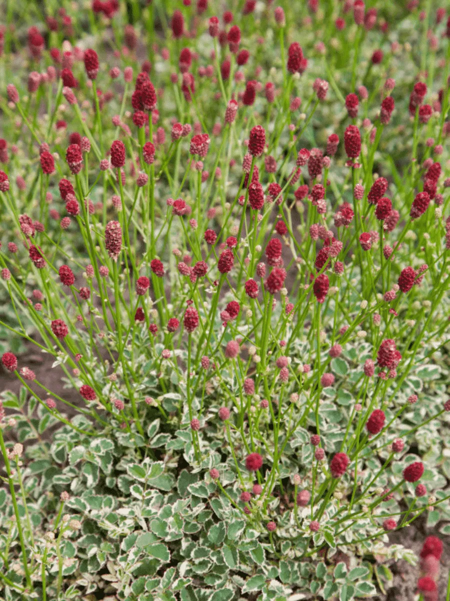 Кровохлебка малая