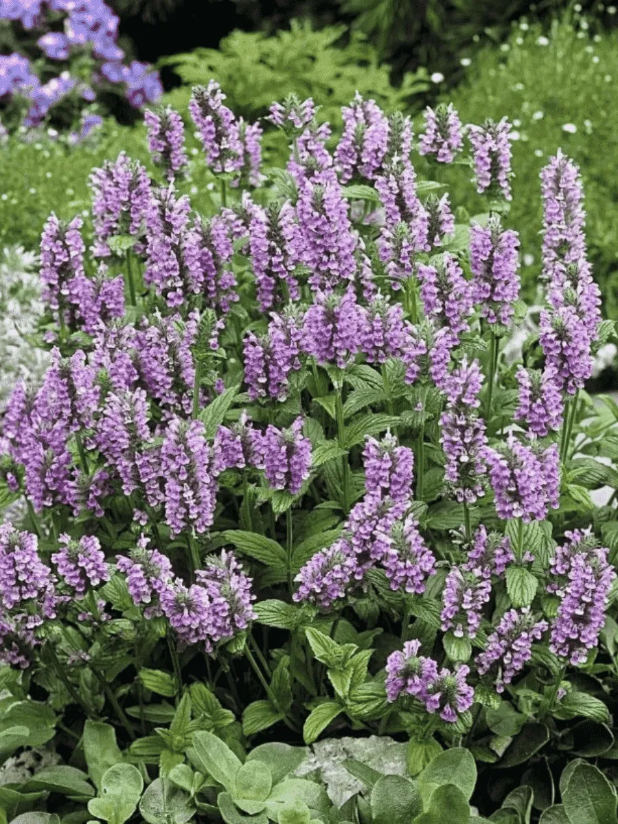 Котовник жилковый Pink Kat