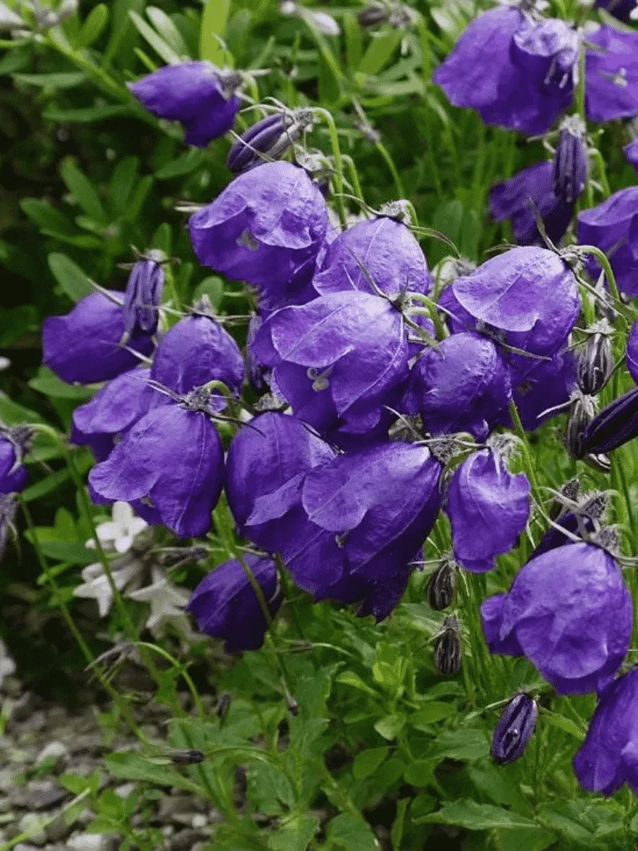 Колокольчик темноватый G.F. Wilson