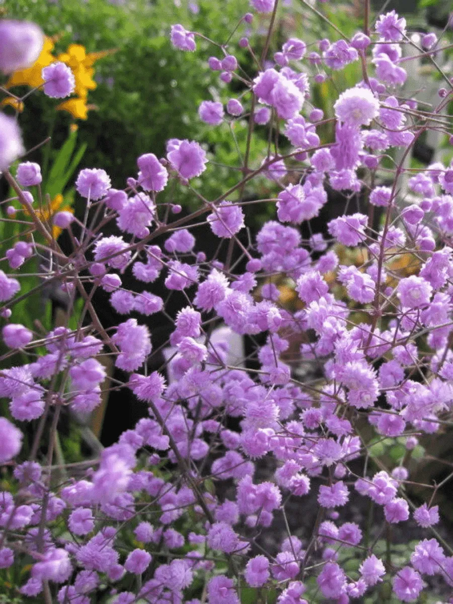 Василистник Делавея Hewitts Double