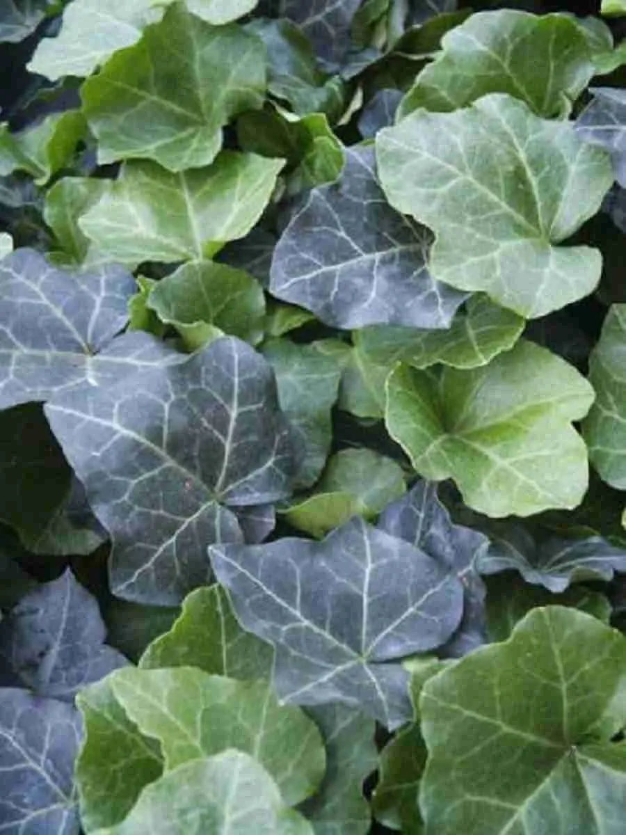 Плющ обыкновенный Thorndale