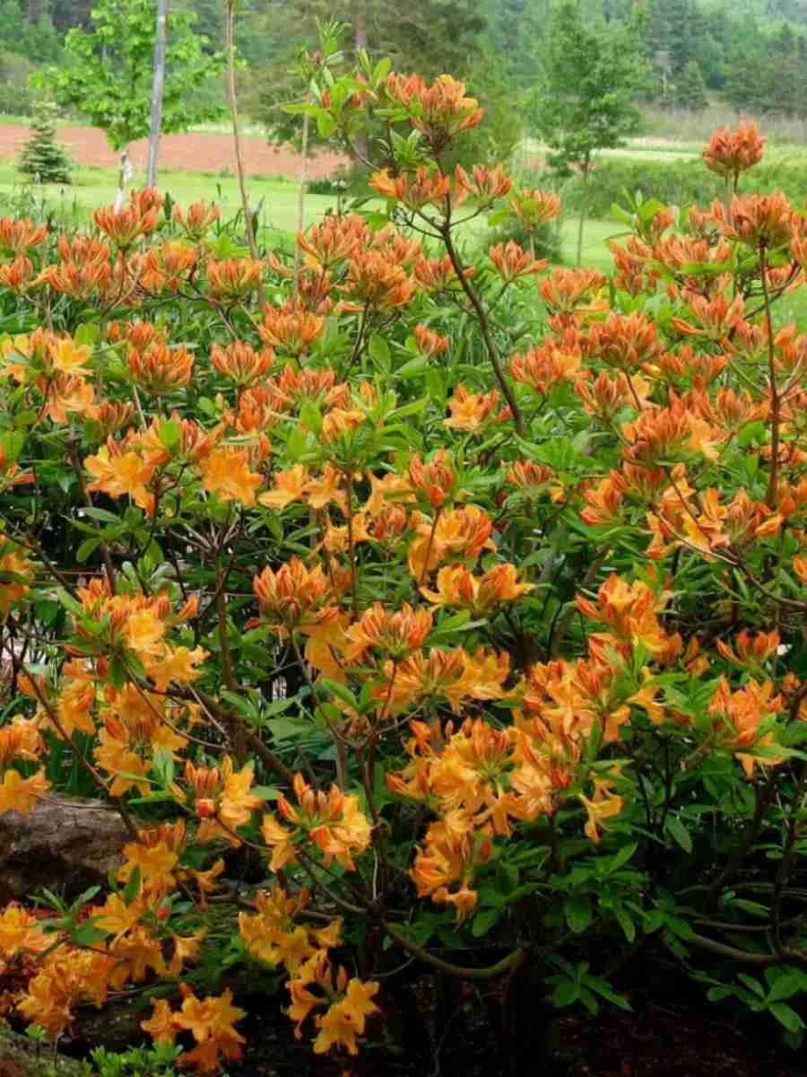 Азалия гибридный Golden Lights