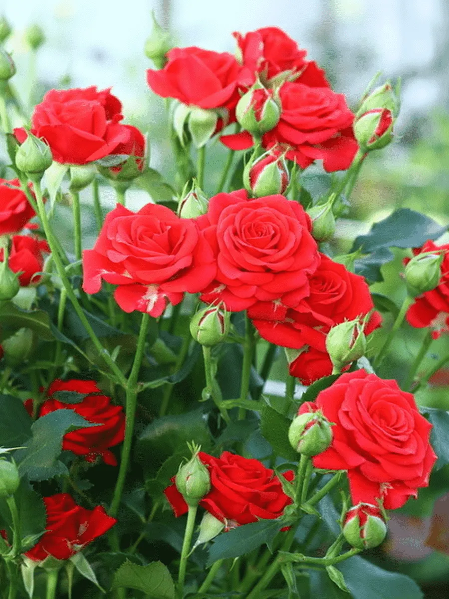 Роза спрей Mirabel