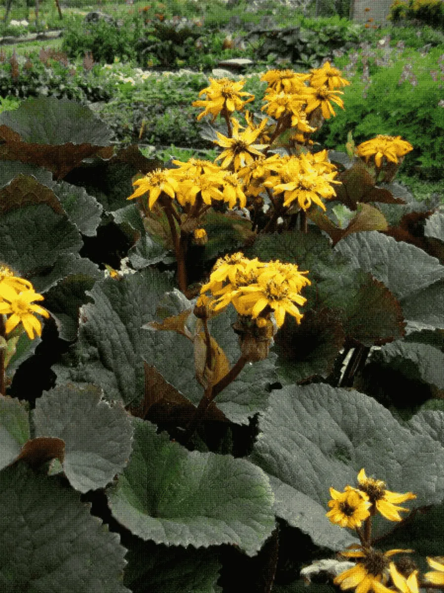 Бузульник зубчатый Dark Beauty