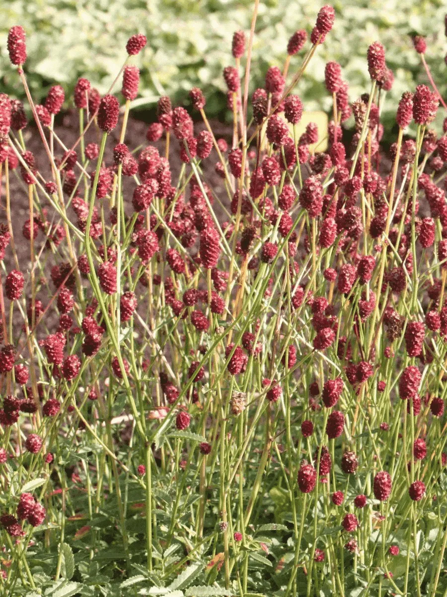 Кровохлебка лекарственная Pink Tanna