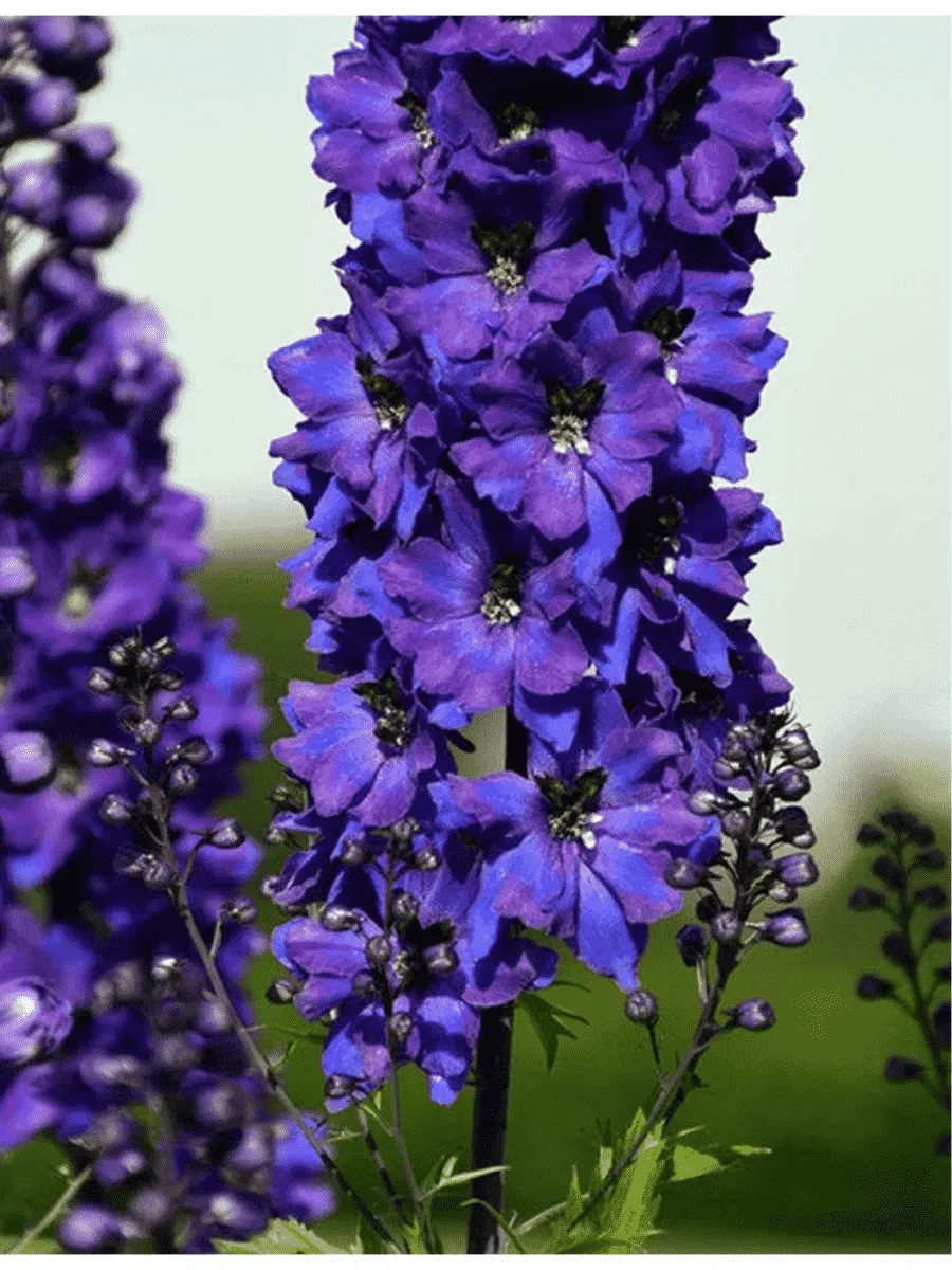Дельфиниум  культурный Pacific Giant Black Knight