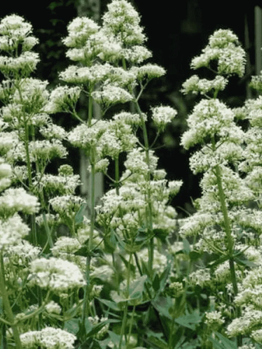 Кентрантус красный Albus