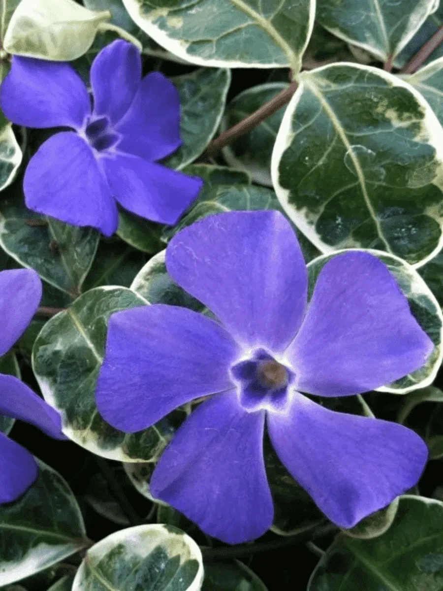 Барвинок малый Ralph Shugert