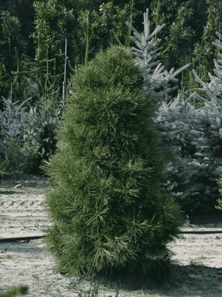 Сосна чёрная Spielberg