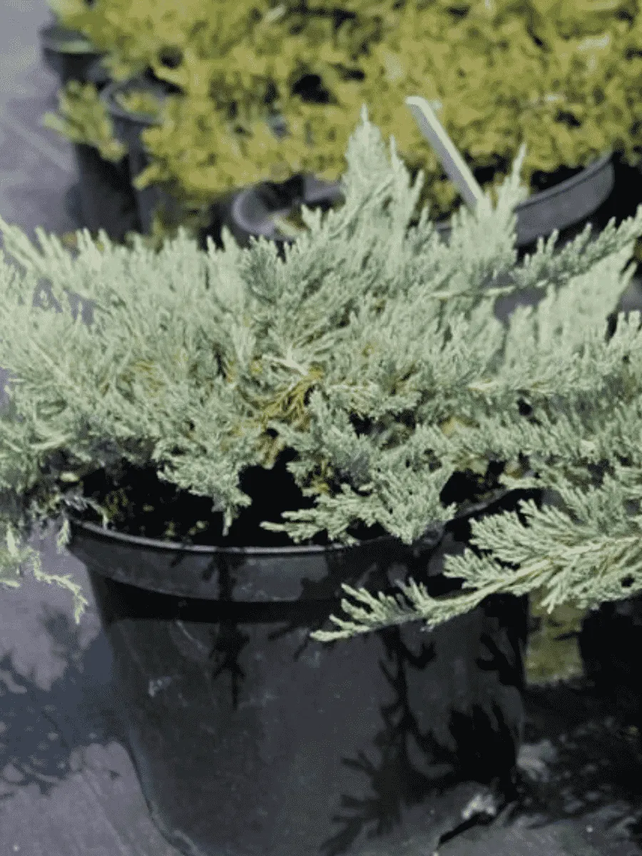 Можжевельник горизонтальный Blue Forest