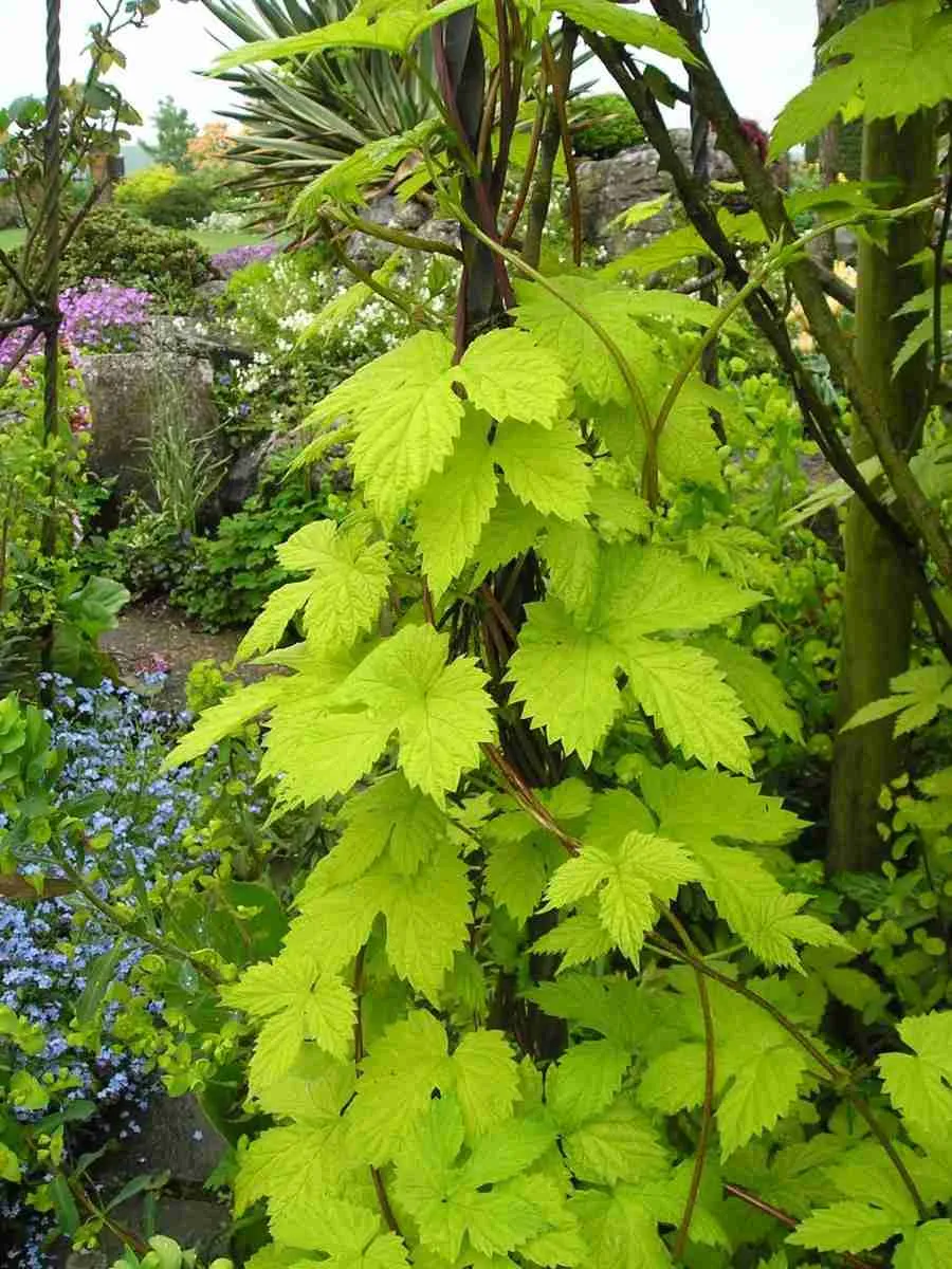 Хмель обыкновенный Aureus