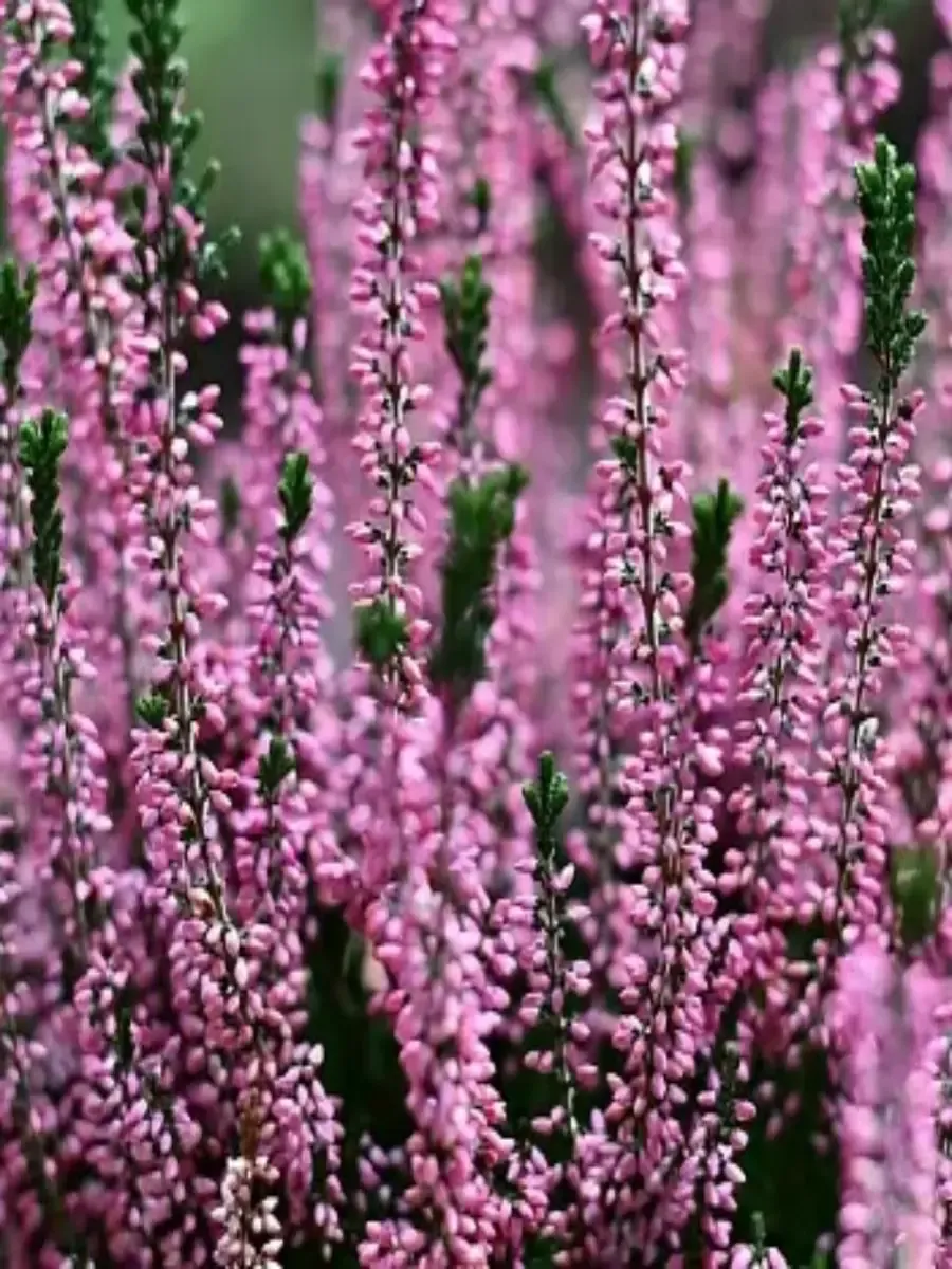 Вереск обыкновенный Pudlowy Roz