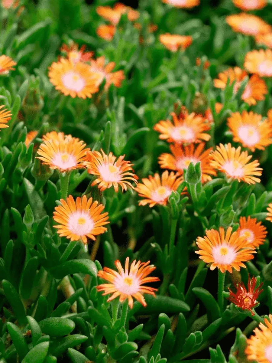 Делосперма Купера Ice Cream Orange