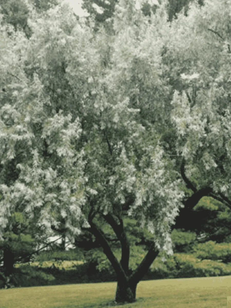 Лох узколистный