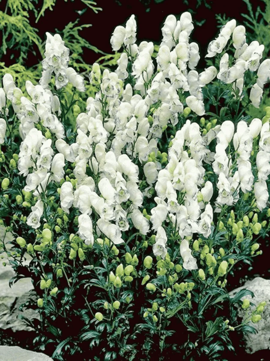 Аконит клобучковый Eleonora