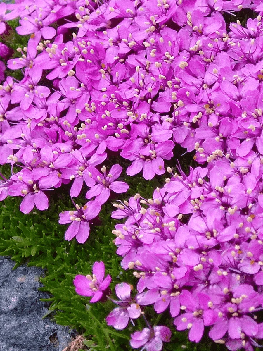 Смолёвка бесстебельная Mount snowdon