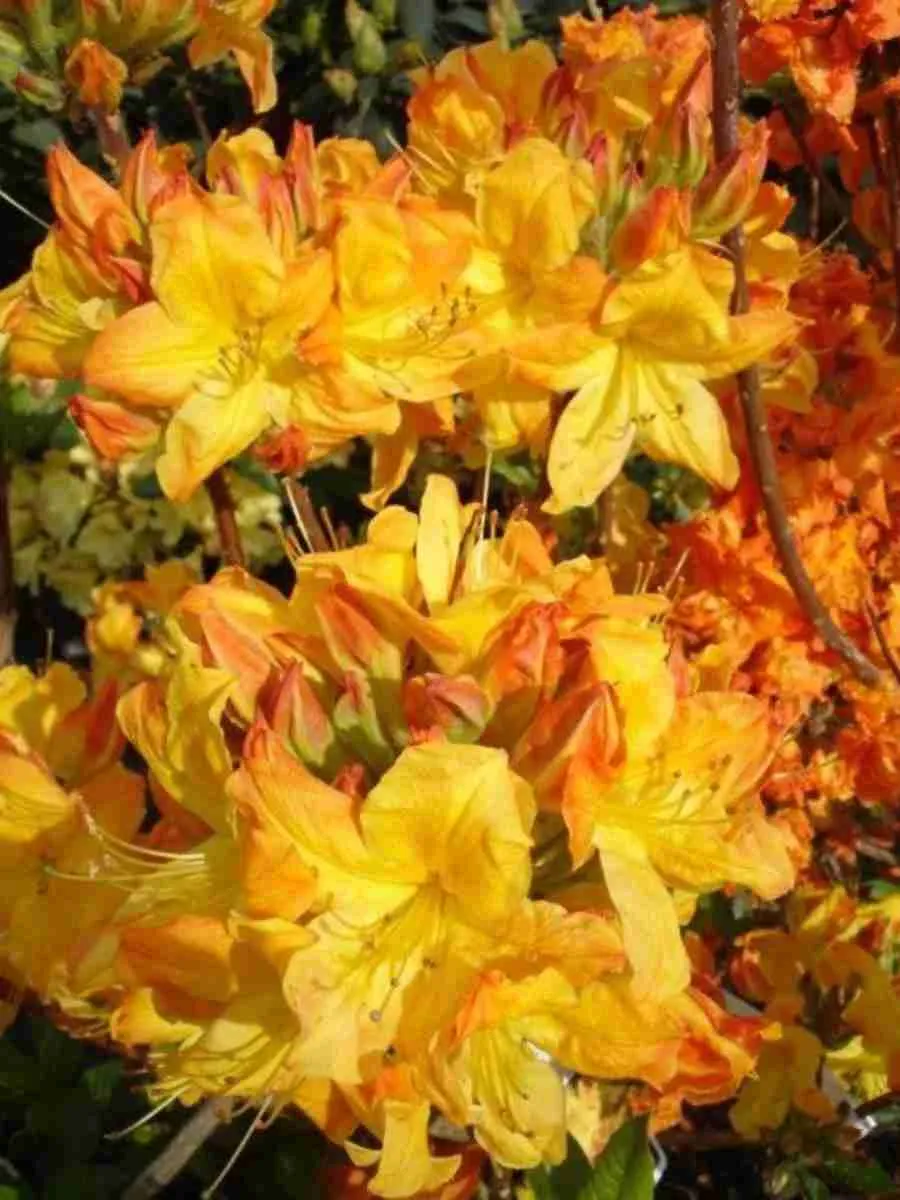 Азалия крупноцветковая Arneson Gem