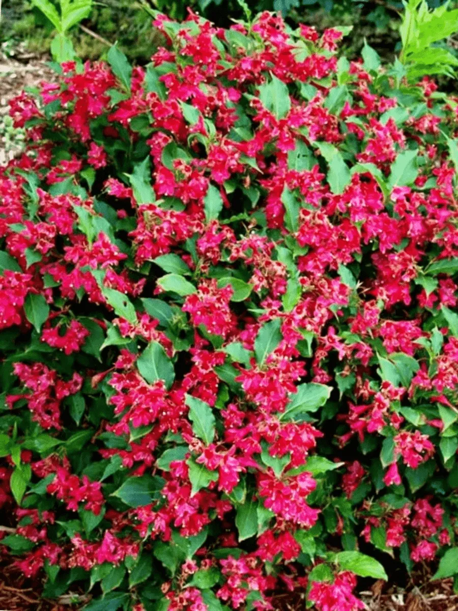 Вейгела цветущая Nain Rouge