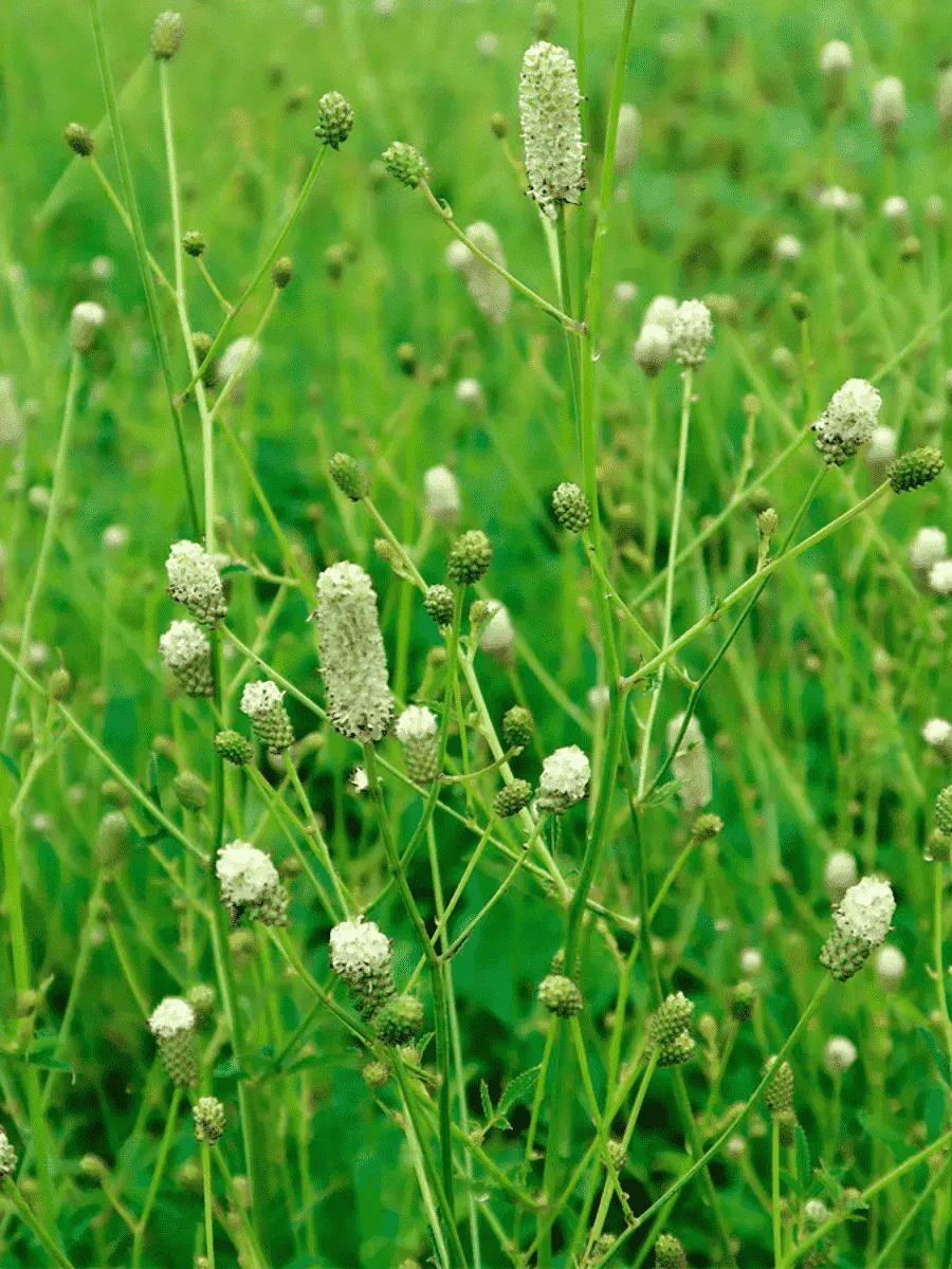 Кровохлебка Кровохлебка Jam Session