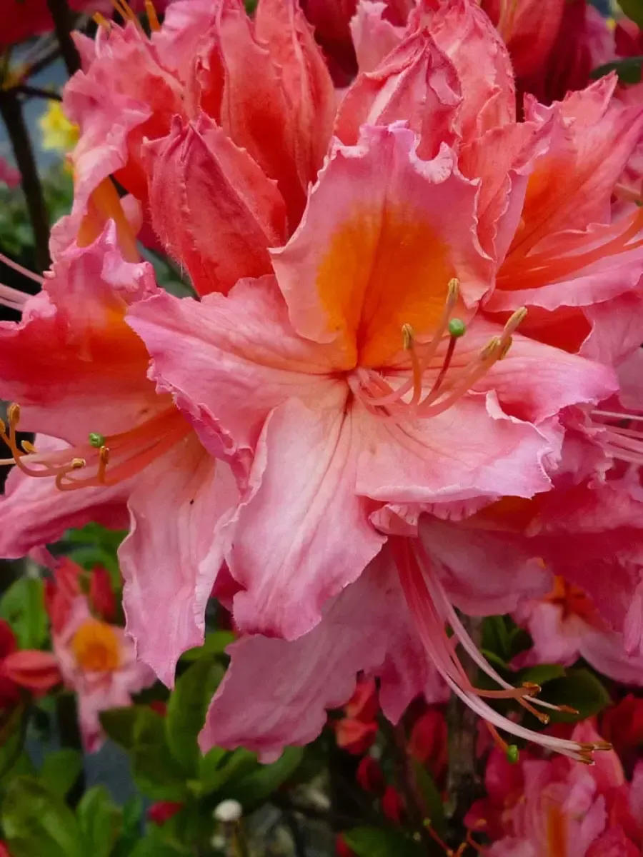 Азалия Pink Delight