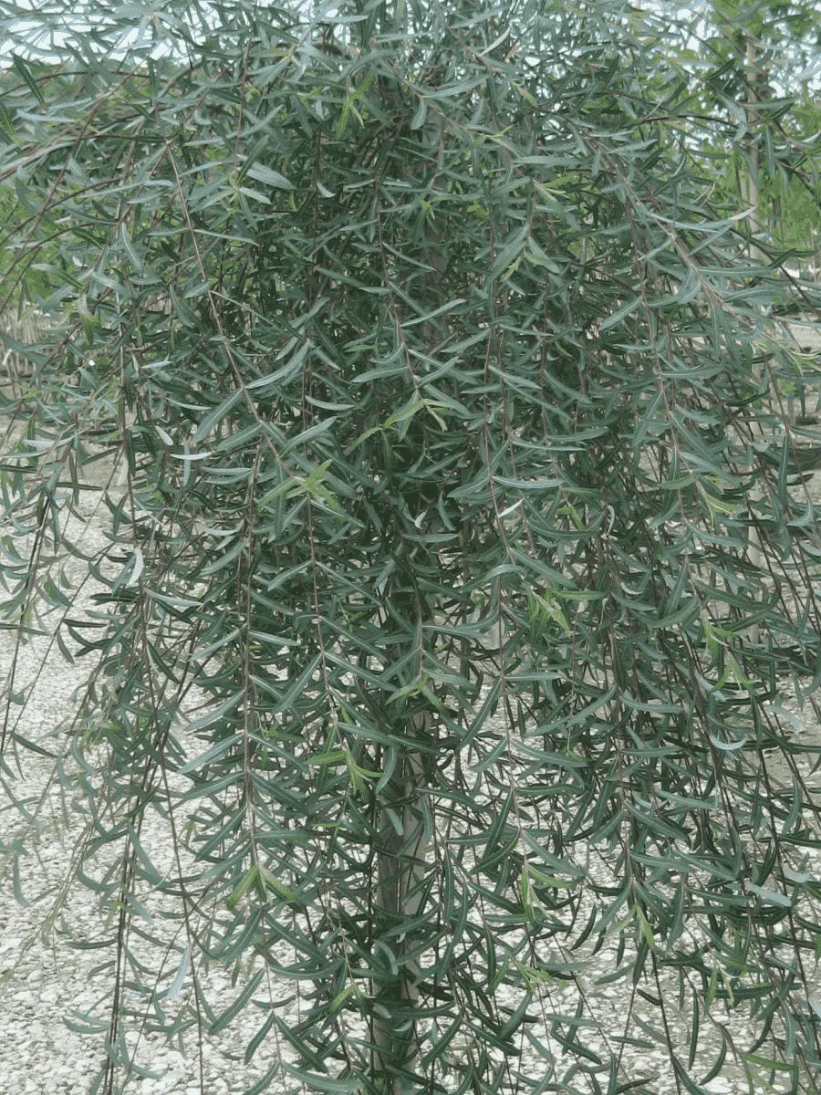 Ива пурпурная Pendula