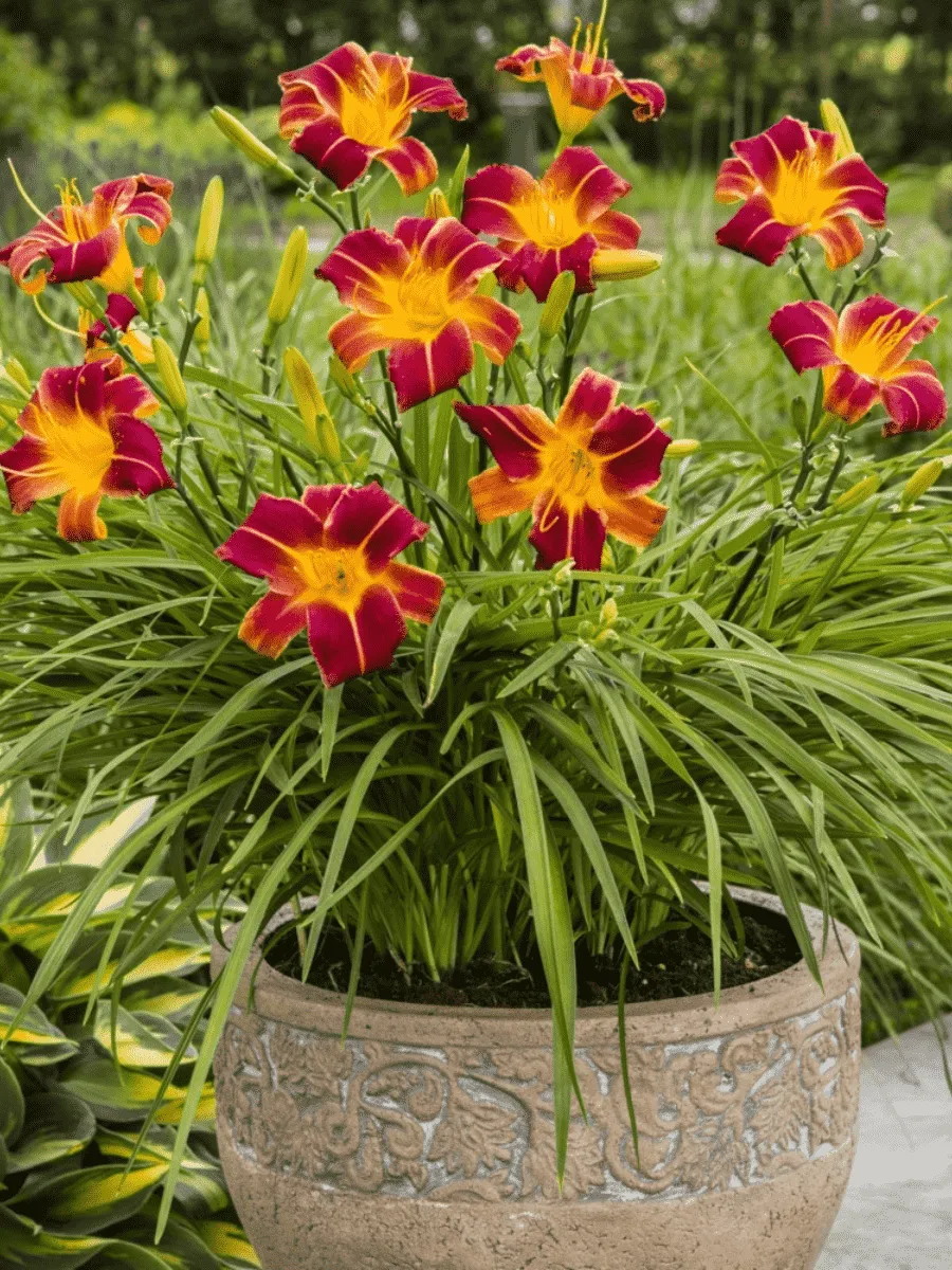 Лилейник EveryDaylily Red Rib