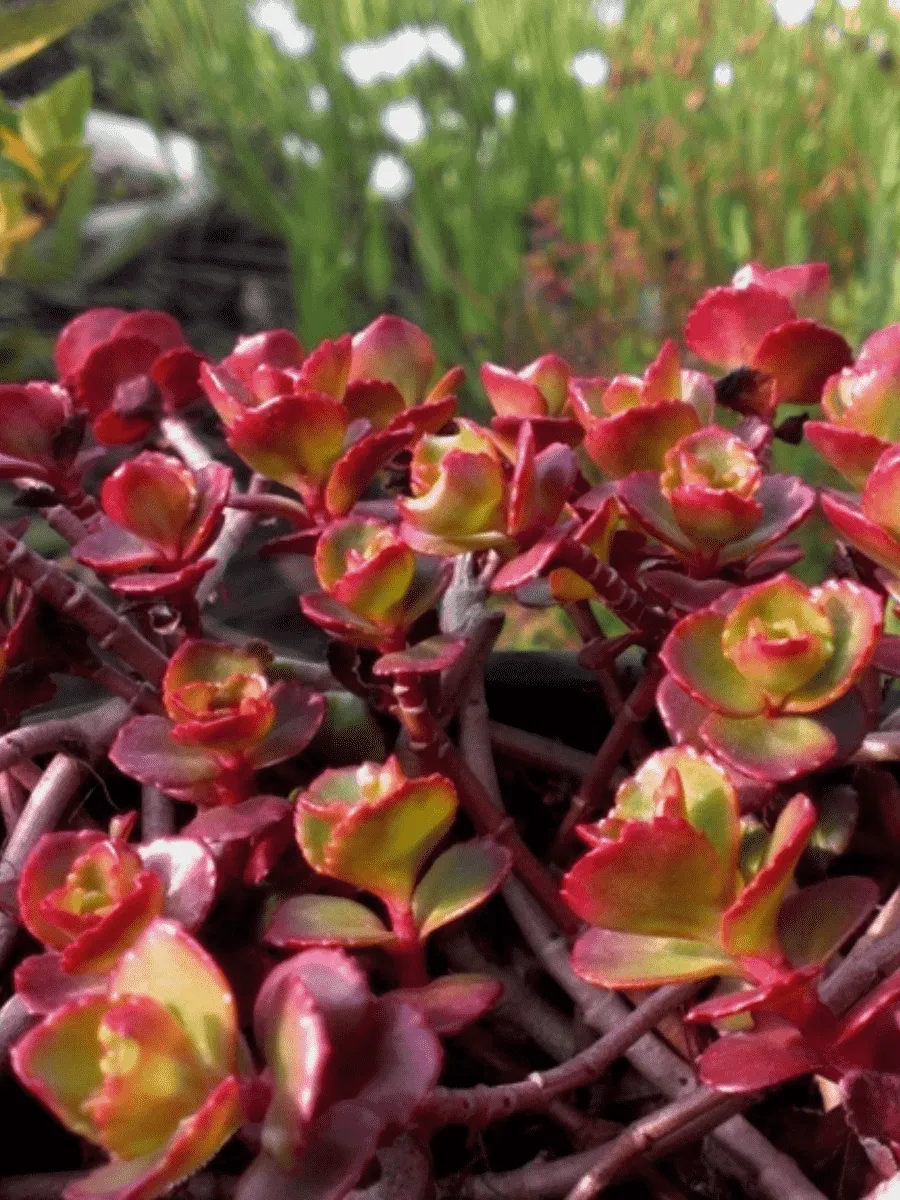 Очиток ложный Purpureum Winter