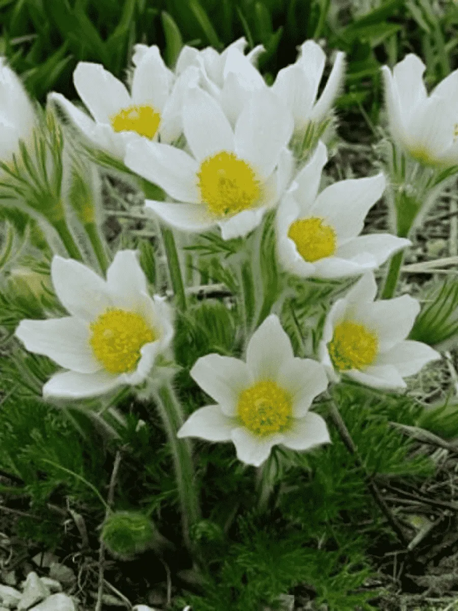 Прострел обыкновенный Pinwheel White