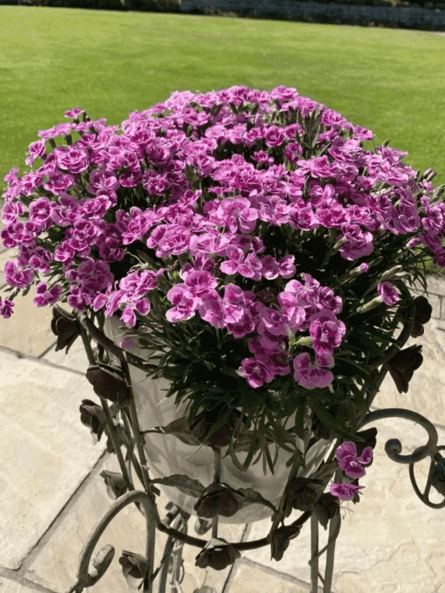 Гвоздика садовая BFF Rose