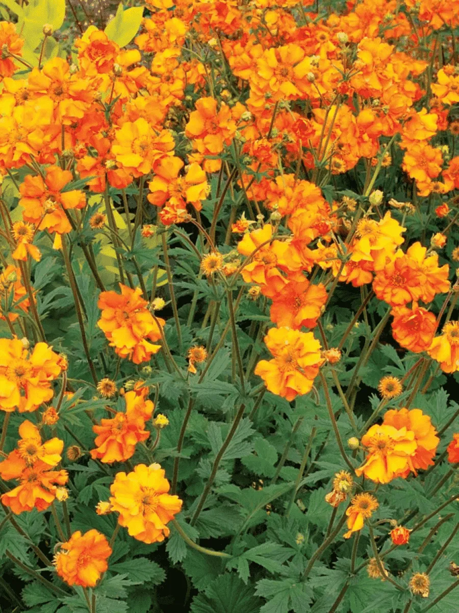 Гравилат чилийский Fireball