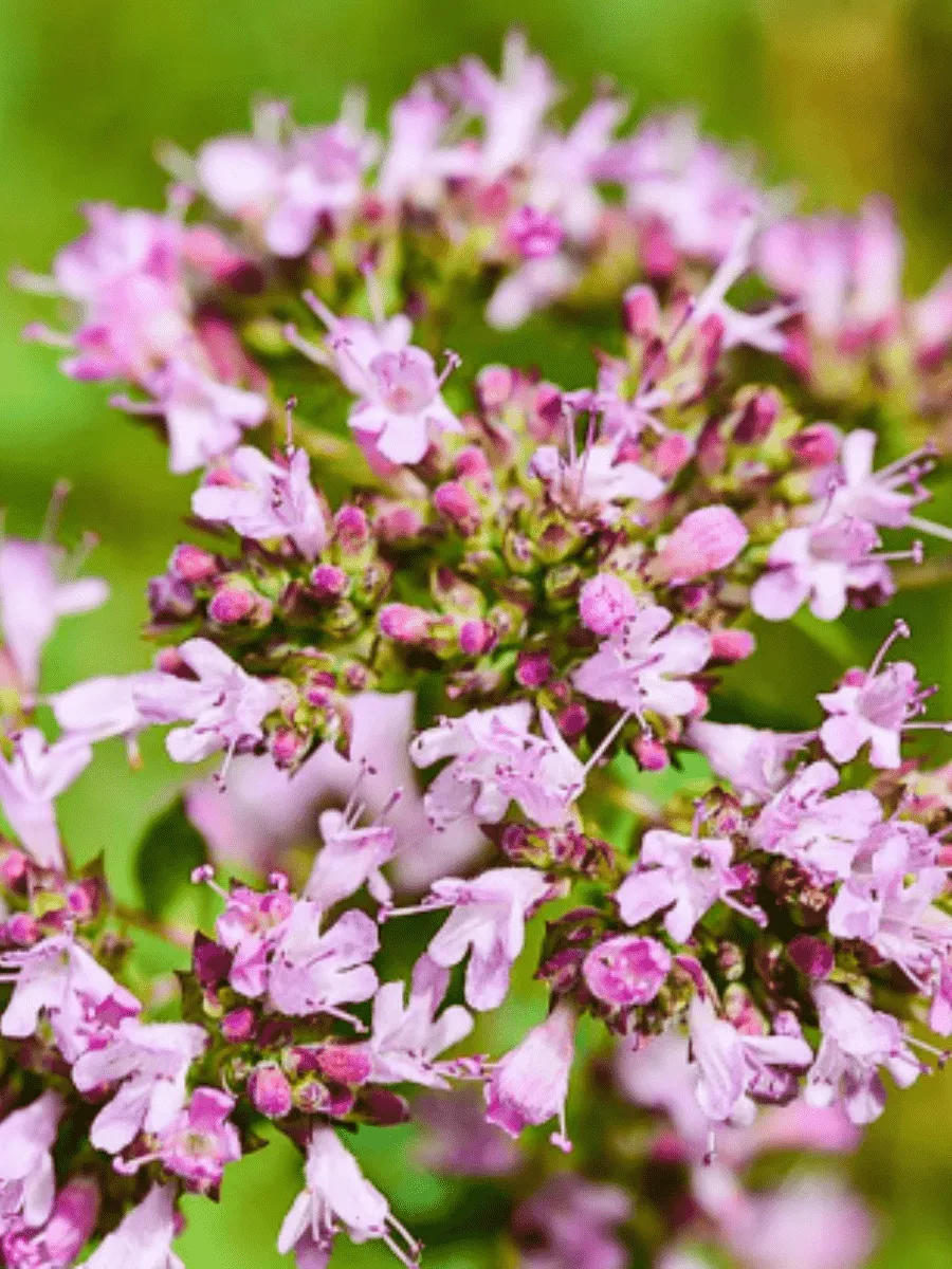 Душица обыкновенная Vitara Cascata