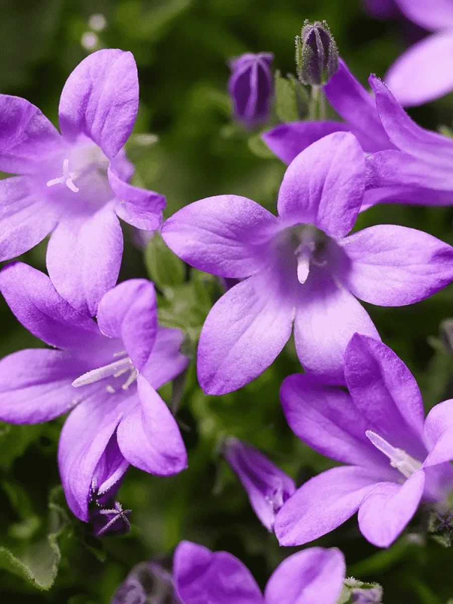 Колокольчик Портеншлага Clockwise Deep Blue