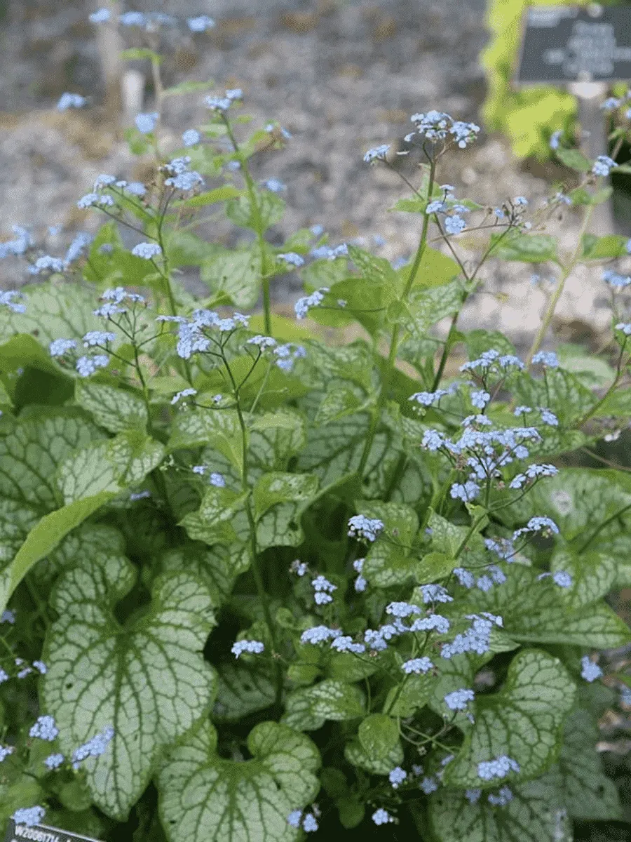 Бруннера крупнолистная Little Jack