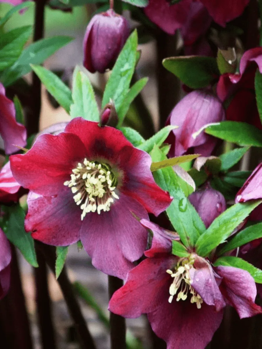 Морозник восточный Red Hybrids